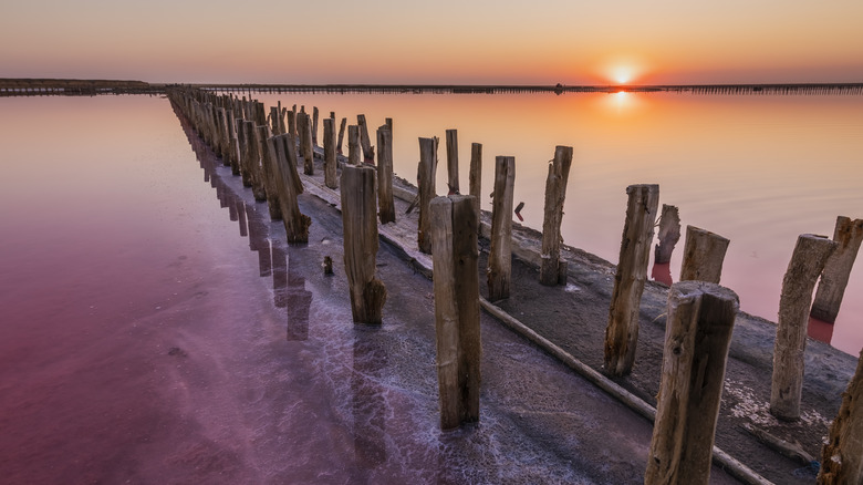 Las Salinas de Torrevieja