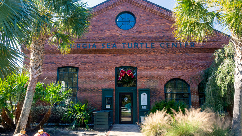 Georgia Sea Turtle Center