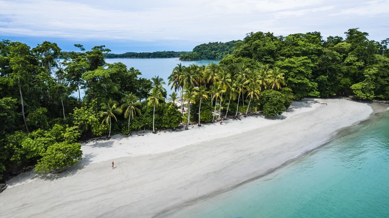 Isle Iguana near Pedasi