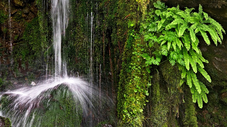 Water and greenery in Quinault rainforest