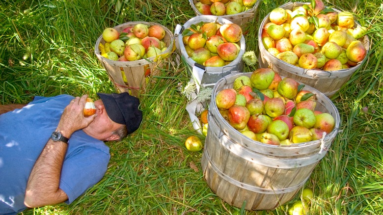 Eating apples on the grass