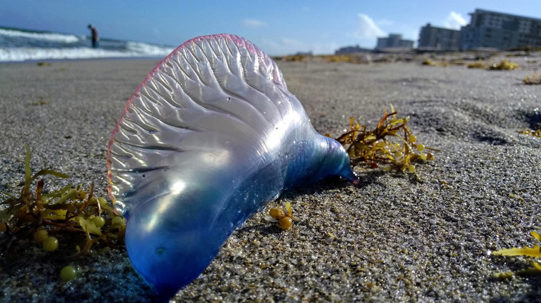 man-o-war on fort Lauderdale beach