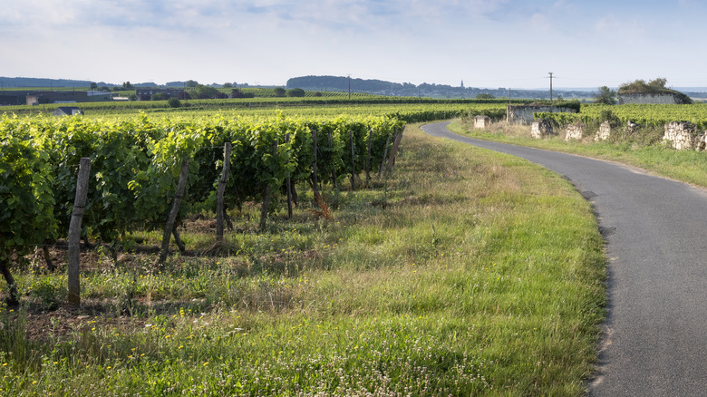 Bike path along vineyards