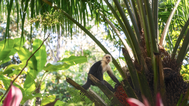 A monkey in a Costa Rican jungle