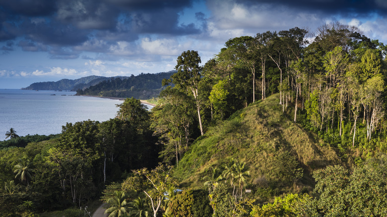 A hill with trees and clouds in the sky