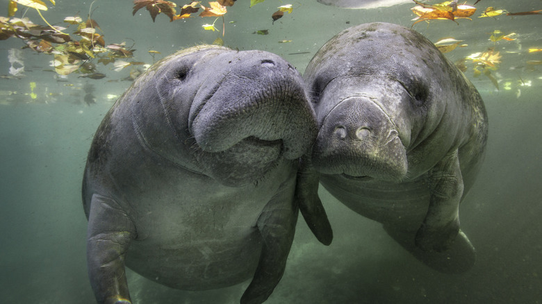 Two manatees in the water