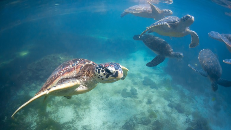 Sea turtle in Zanzibar