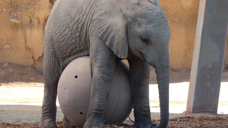 Elephant playing on a ball at Reid Park Zoo