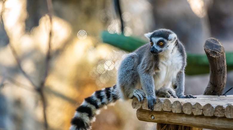 Lemur perched on a wood ledge