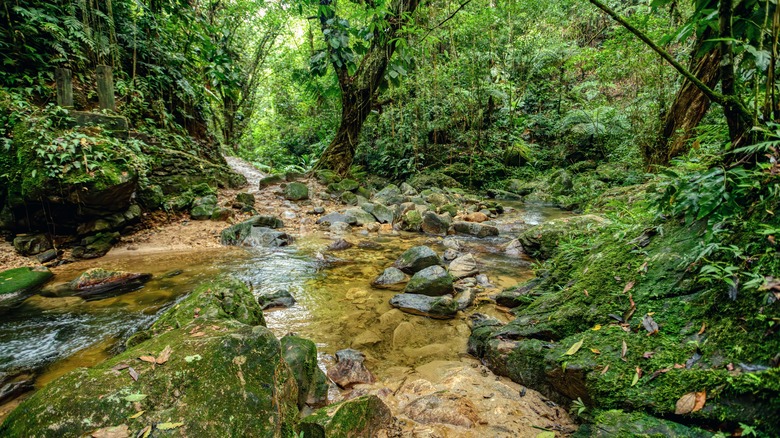 A stream surrounded by lush rainforest along the Lost City hike