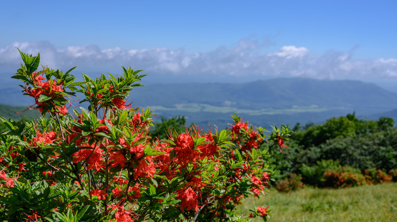 Red flame azaleas on Gregory Bald in Great Smoky Mountains National Park