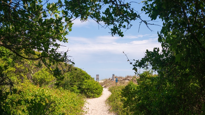 Pathway in Huntington Beach State Park 