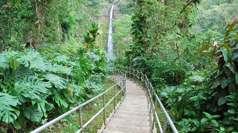 Stair trail to tropical waterfall