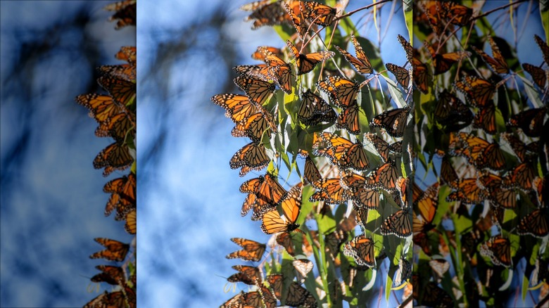 Monarch butterflies at Natural Bridges