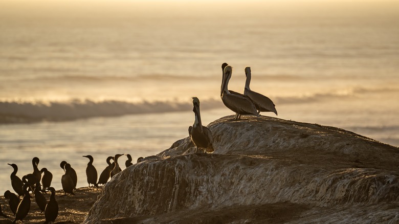 Brown pelicans at Natural Bridges