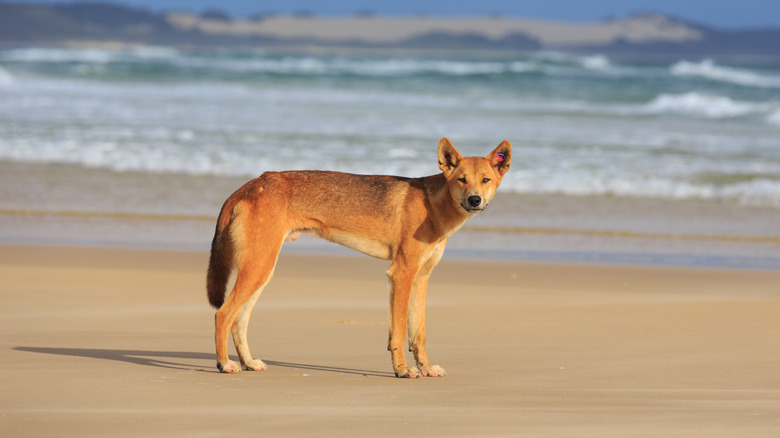 Tagged dingo on Australia's Fraser Island