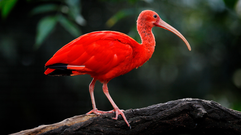 Scarlet ibis found in Trinidad