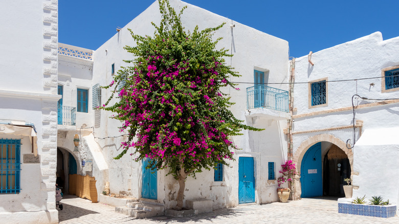 Djerba whitewashed buildings