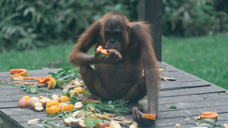 Monkey eating in Borneo sanctuary