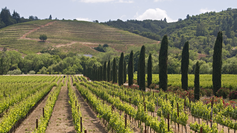 Vineyard panorama with cypress trees