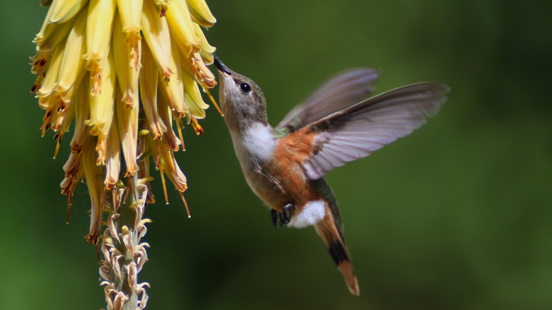 Bahamaian Woodstar hummingbird and flower