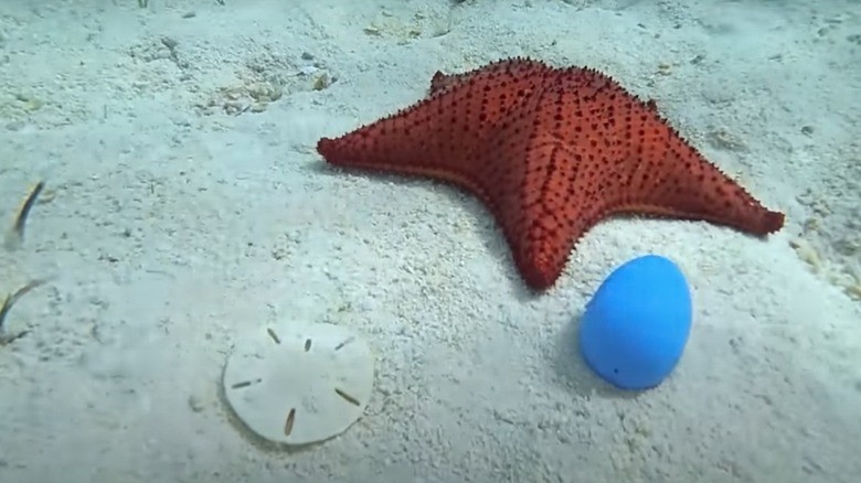Sand dollar, starfish, underwater