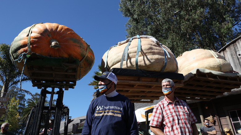 enormous pumpkins weigh in