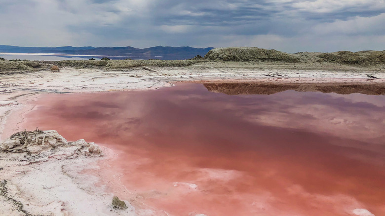 Stansbury Island pink lake