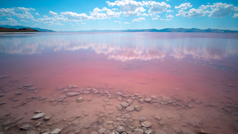 Stansbury Island pink lake