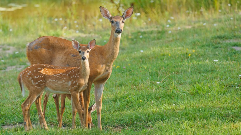 white-tailed deer