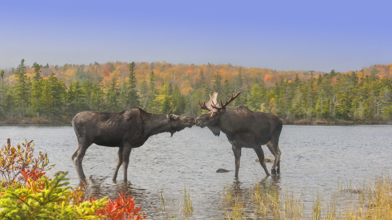 moose couple pond autumn woodlands