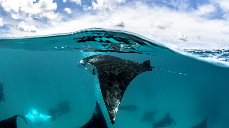 Manta rays found around in the island of Yap, Micronesia