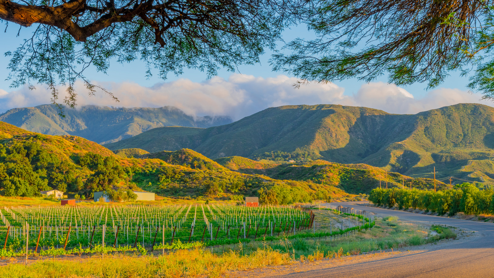 California's Temecula wine region is just like Tuscany, per Samantha Brown