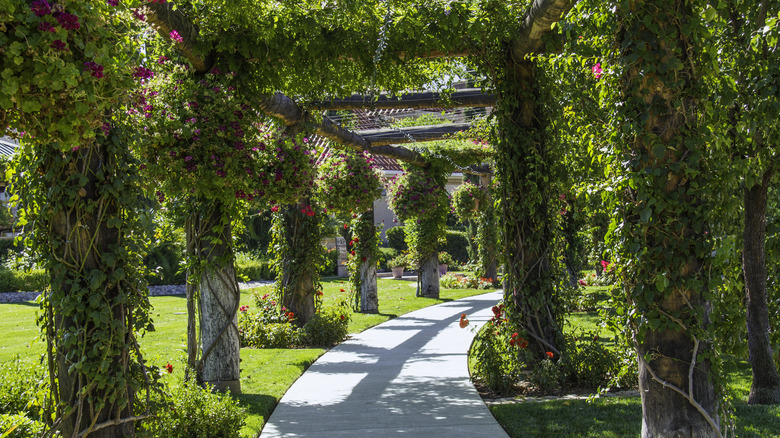 Vineyard garden path with flowers