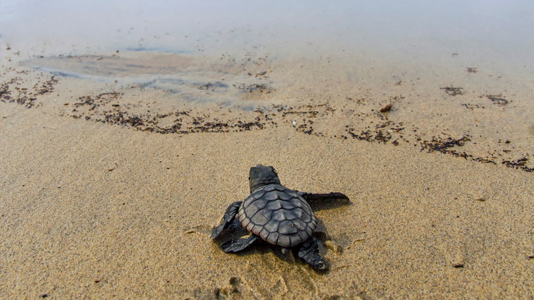 Baby loggerhead turtle hatching