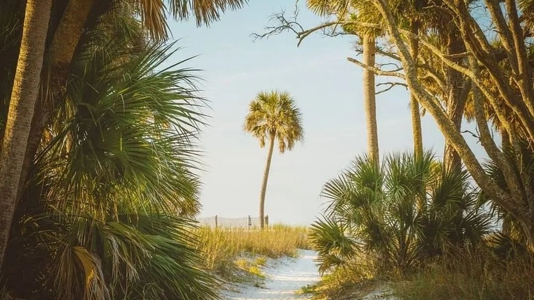 Palm tree on beach path