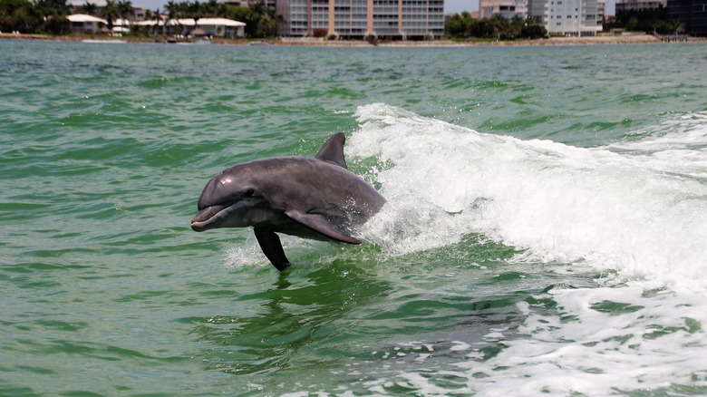 Dolphin in the ocean