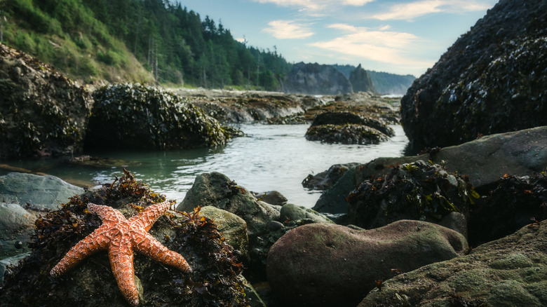 A starfish along the coast