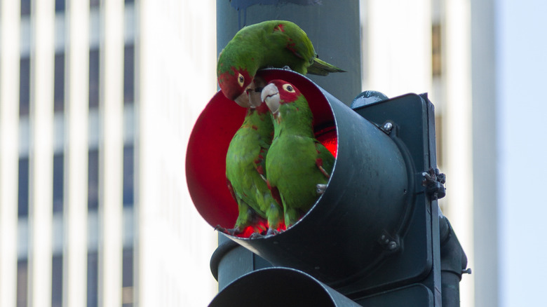 Wild parrots in traffic signal