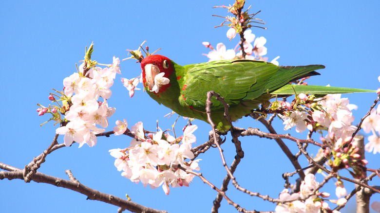 Wild Parrot eating blossoms