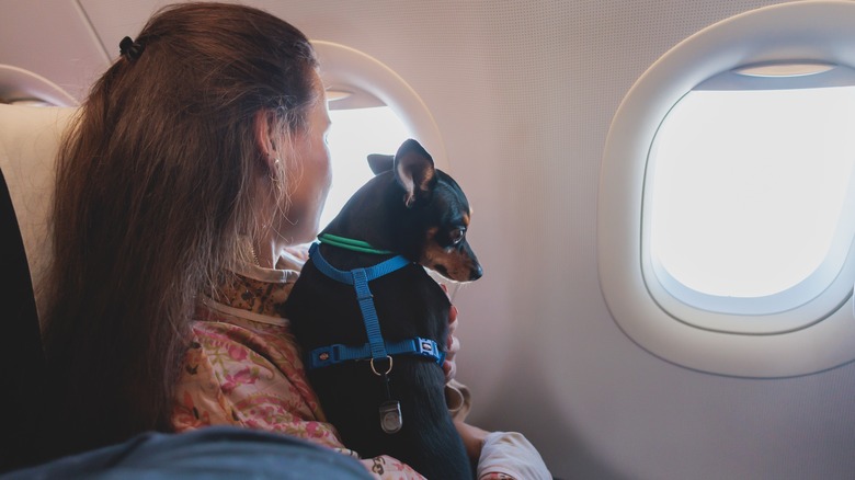A woman and dog inside a plane