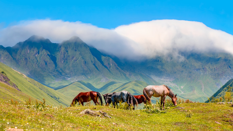 Wild horses in Svaneti, Georgia