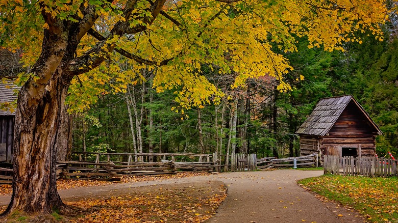 Fall foliage in Towsend, Tennesse