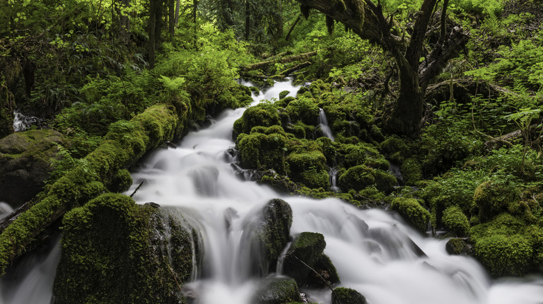 Water cascades through mossy forest in the Pacific Norwest