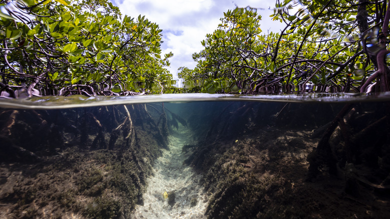mangroves under water
