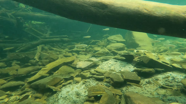 freshwater fish logs rocks