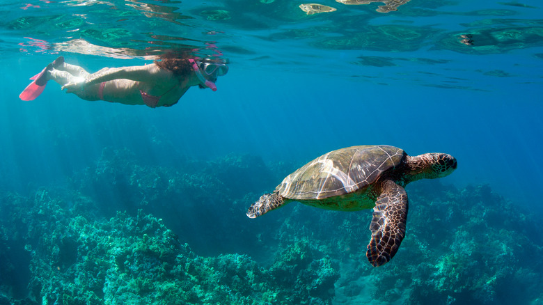 A woman snorkels with a sea turtle in Wailea, Maui