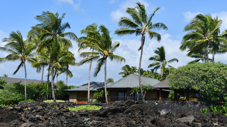 house surrounded by palm trees