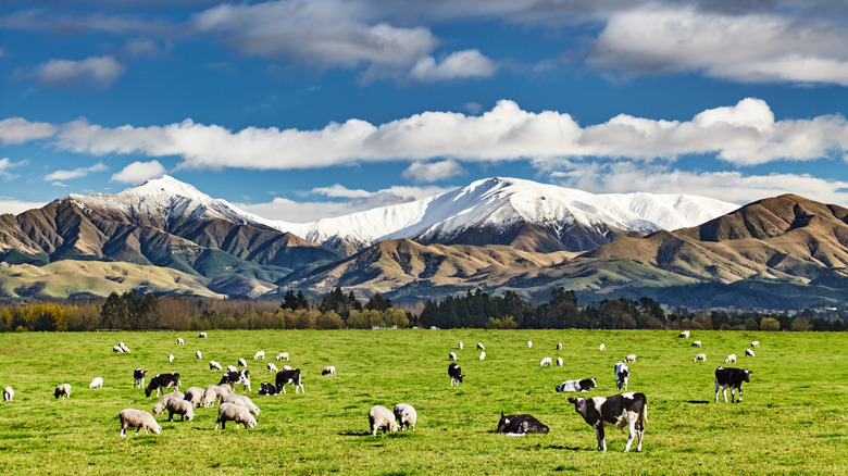 cows roaming field near mountains