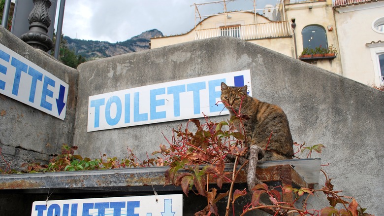 cat by Italian public restroom